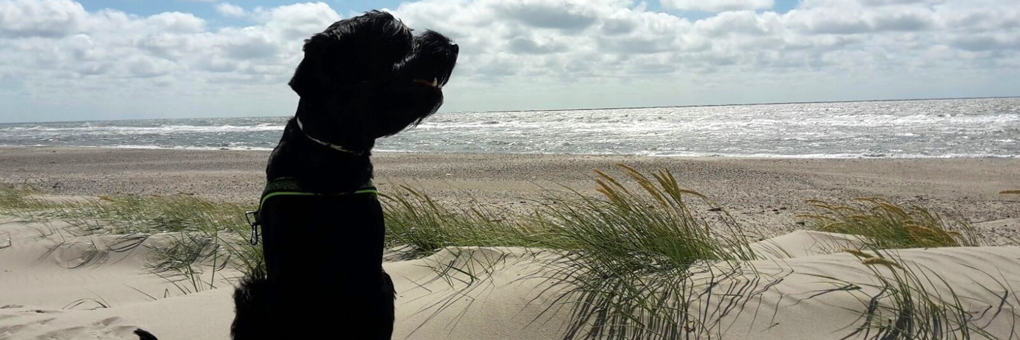 Präsentationsansicht der Firma Beauty Dog Piller