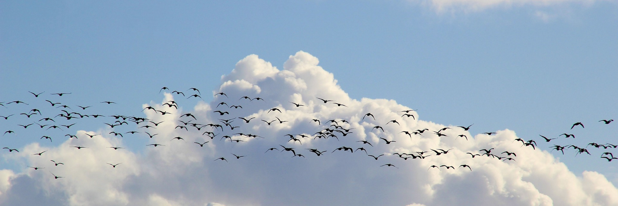 Präsentationsansicht der Firma Bestattungen Muser